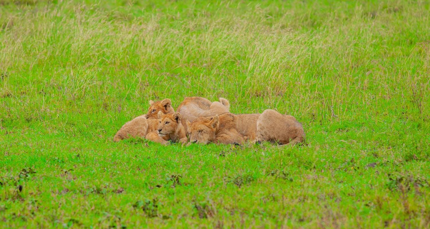 Best of Tanzania  Luxury Safari & Day Adventures