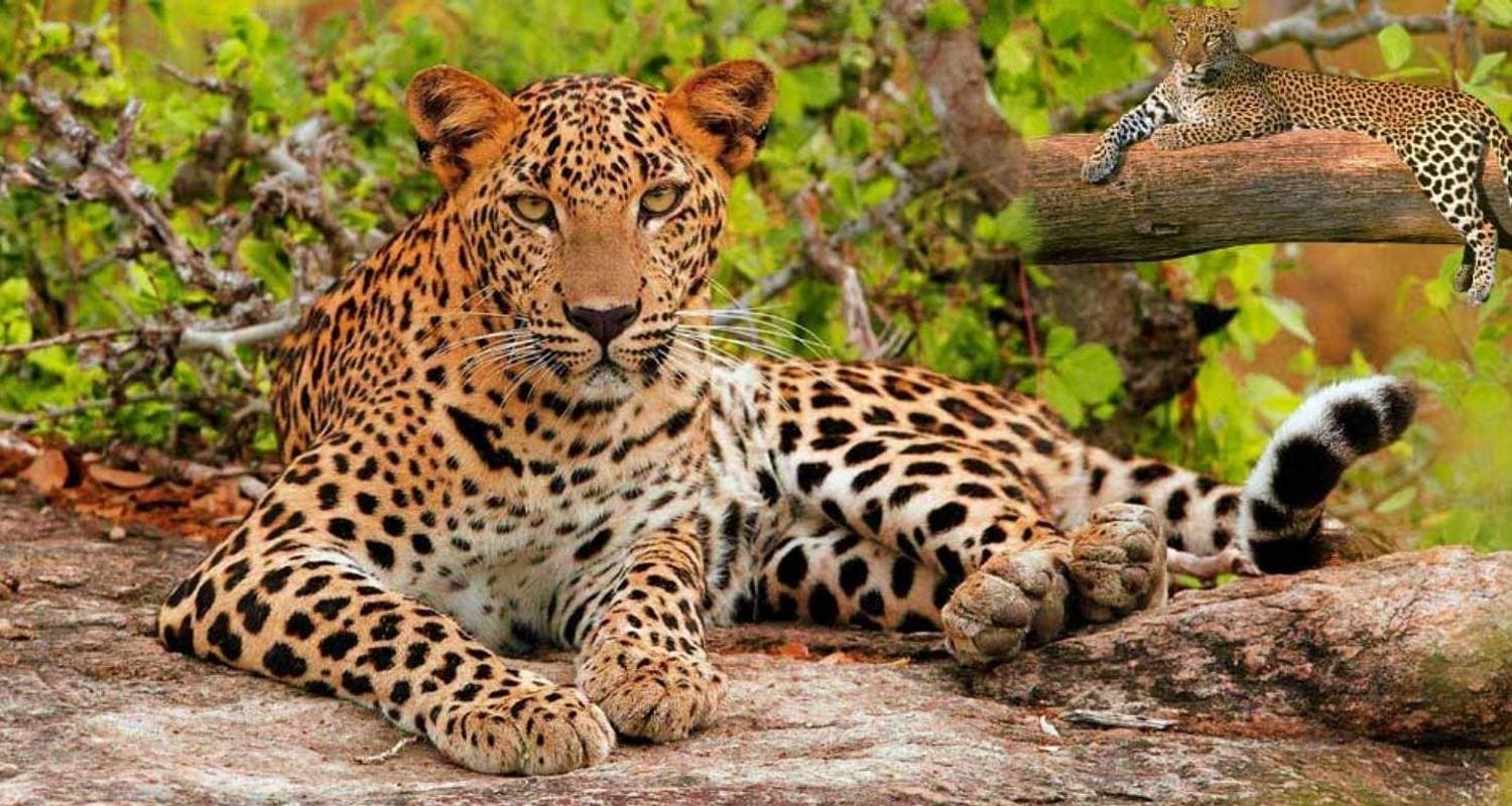 India's Luxury Golden Triangle with Leopard Safari & Sunrise Taj Mahal