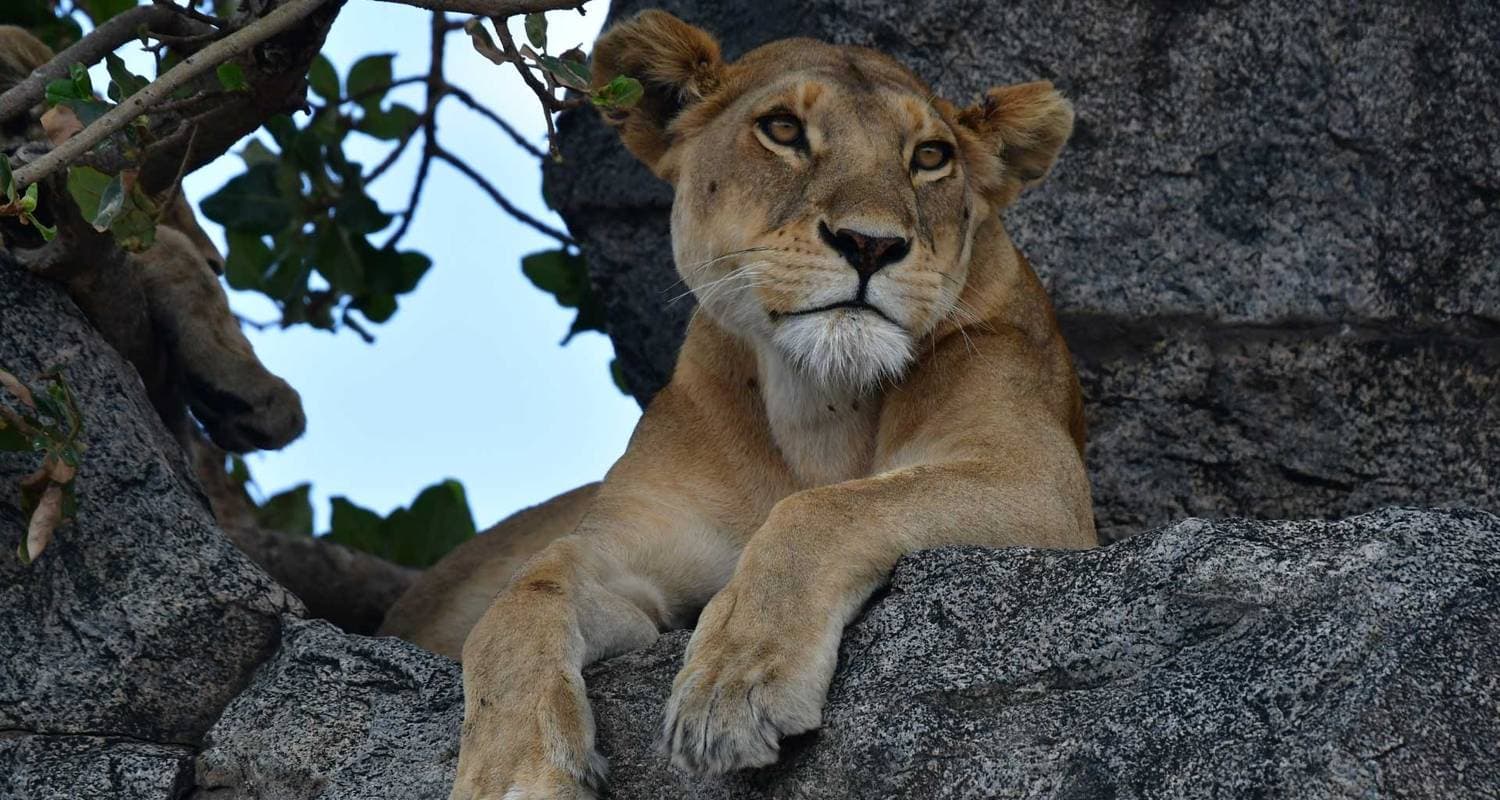 Big Five Classic Safari in Tanzania **Sustainable Approach to Travel