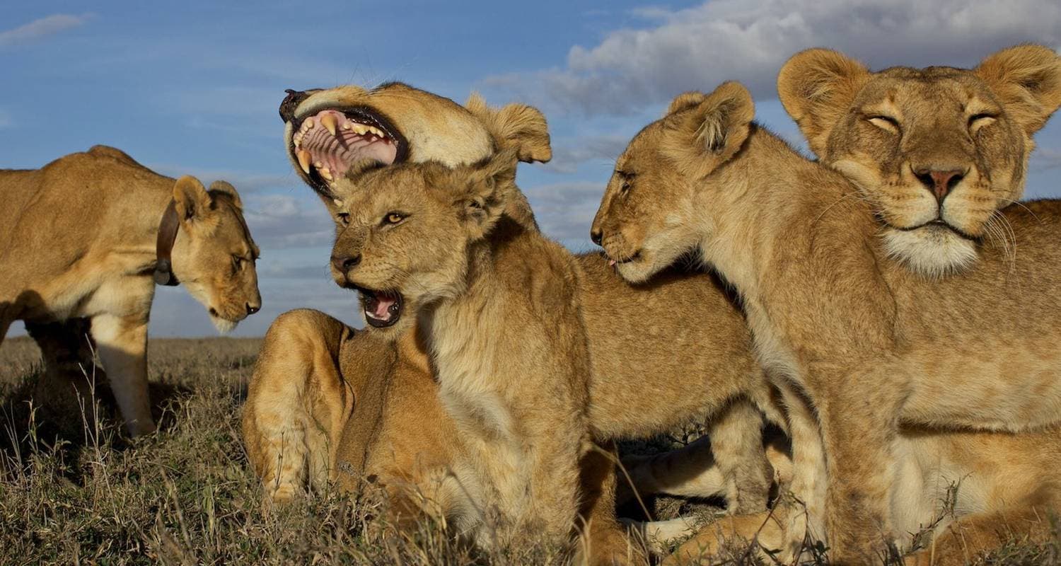 8- Days Tarangire, Serengeti, Ngorongoro, Lake manyara , Materuni Waterfalls & Coffee Tour- (Accommodation and Transport are Included)