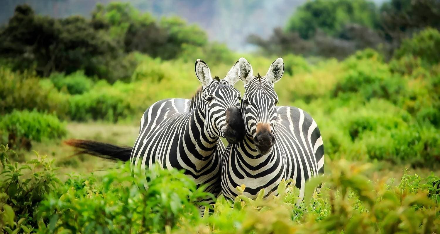 4 Days Amazing Kenya Safari