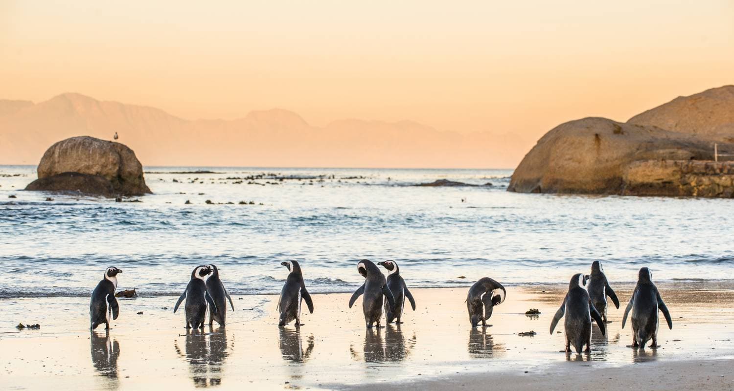 South African Escape
